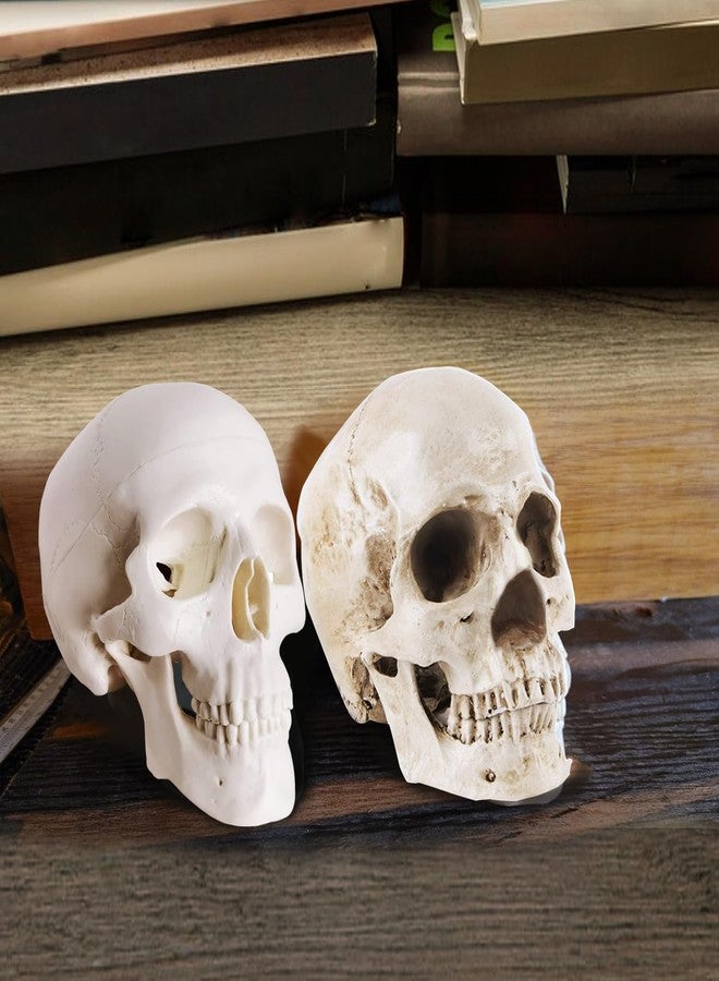 Haniforever 2-Pack Mini Skulls Décor, Human Skull Model Anatomy Skull Model for Studying,Tiny Resin Skulls, Drawing Model Skull Figurine, Small Skull Head for Students,Art Gift - Image 5